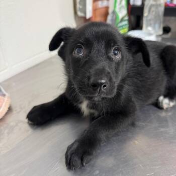 Pawsage -  Hound Dog for Adoption in Portland, Maine - Pawsage | PetCurious
