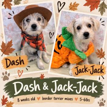 Dash -  Border Terrier and Mixed Breed Dog for Adoption in Tacoma, Washington - Dash | PetCurious