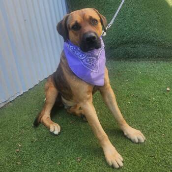 Black Mouth Cur and Mixed Breed Dogs Available for Adoption - Houston  | PetCurious