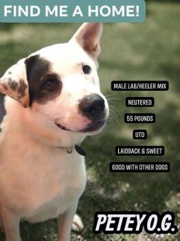 Petey -  Labrador Retriever and Australian Cattle Dog Blue Heeler Dog for Adoption in Westwood, New Jersey - Petey | PetCurious