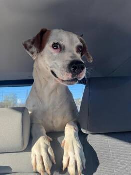 FRECKLES -  Pointer Dog for Adoption in San Antonio, Texas - FRECKLES | PetCurious