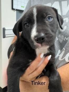 Tinker -  American Staffordshire Terrier and Husky Dog for Adoption in St. George, Utah - Tinker | PetCurious