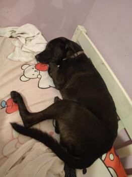 Rescue Labrador Retriever Dogs for Adoption in Port St. Lucie, Florida - Polo | PetCurious