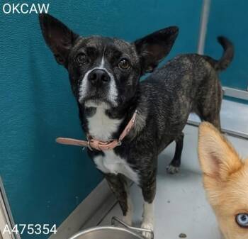 Terrier and Mixed Breed Dogs Available for Adoption in Oklahoma City, Oklahoma - SANDY | PetCurious