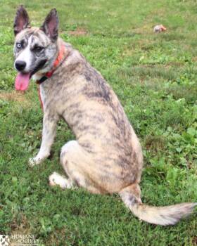 BUTTAH BEAN -  Husky and Mixed Breed Dog for Adoption in Hagerstown, Maryland - BUTTAH BEAN | PetCurious