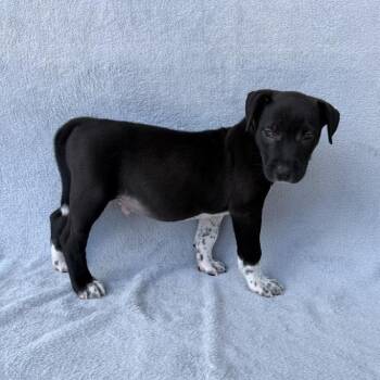Temple Run -  Labrador Retriever and Mixed Breed Dog for Adoption in Carencro, Louisiana - Temple Run | PetCurious