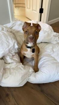 Mixed Breed Dogs Available for Adoption in Shelburne, Vermont - Joanne | PetCurious