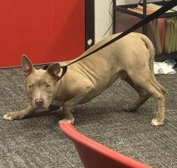 Mixed Breed Dogs Available for Adoption in West Chester, Pennsylvania - Jr | PetCurious