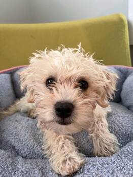 Bella -  Poodle and Maltese Dog for Adoption in Vashon, Washington - Bella | PetCurious