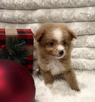 Rescue Miniature Poodle and Aussiedoodle Dogs for Adoption in Iron Ridge, Wisconsin - Vixen | PetCurious