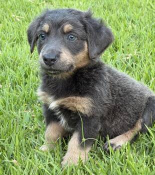 Jolene -  Dachshund and Catahoula Leopard Dog Dog for Adoption in Bryan, Texas - Jolene | PetCurious