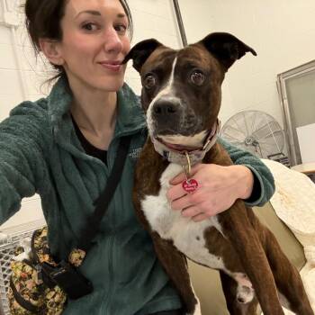Boxer and Mixed Breed Dogs Available for Adoption - Frank The Tank | PetCurious