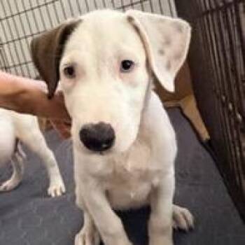 Meredith -  Mixed Breed Dog for Adoption in Jupiter, Florida - Meredith | PetCurious