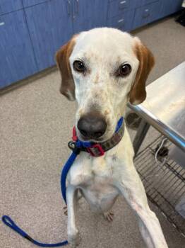 Sally -  Treeing Walker Coonhound and Mixed Breed Dog for Adoption in Disputanta, Virginia - Sally | PetCurious