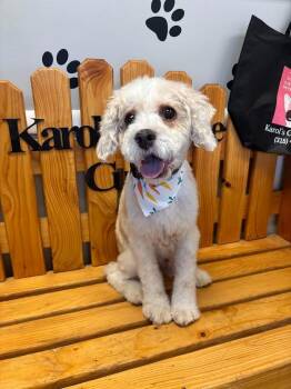 Poodle and Terrier Dogs Available for Adoption in Glenfield, New York - Wilson | PetCurious