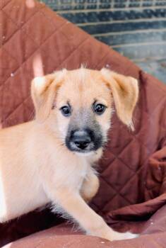 Ranger -  Maltipoo and Border Terrier Dog for Adoption in San Diego, California - Ranger | PetCurious