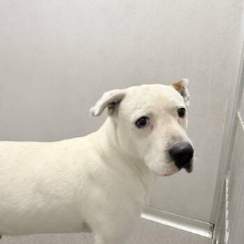 Ace -  Pit Bull Terrier Dog for Adoption in Des Moines, Iowa - Ace | PetCurious