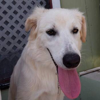 Neema (20260809-05) -  Mixed Breed Dog for Adoption in Niagara Falls, Ontario - Neema (20260809-05) | PetCurious