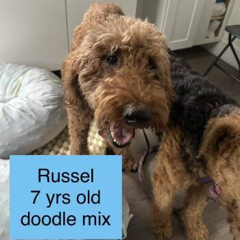 Standard Poodle and Labrador Retriever Dogs Available for Adoption in Tampa, Florida - Russel | PetCurious