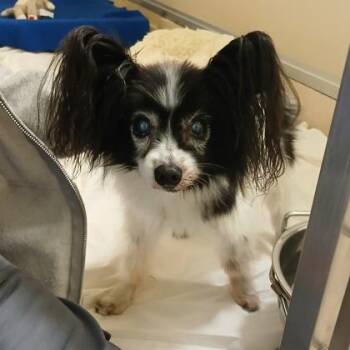 Rescue Papillon Dogs for Adoption in Pawleys Island, South Carolina - Winston | PetCurious