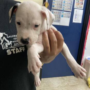 Rook -  Pit Bull Terrier Dog for Adoption in Galveston, Texas - Rook | PetCurious