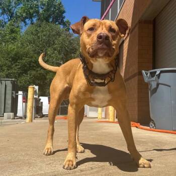 Mixed Breed Dogs Available for Adoption in Columbus, Georgia - 04/17/2026-Stray-NorthCountryCourt | PetCurious