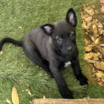 Labrador Retriever and Shepherd Dogs Available for Adoption in San Diego, California - Anthem Pup - Brave | PetCurious