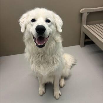 Dasher -  Great Pyrenees Dog for Adoption in Milan, Illinois - Dasher | PetCurious