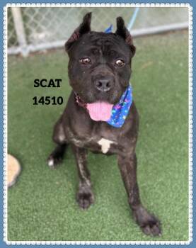 Rescue Cane Corso Dogs for Adoption in Marietta, Georgia - SCAT | PetCurious