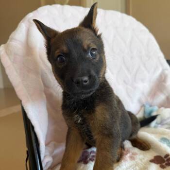 Labrador Retriever Dogs Available for Adoption in Murray, Utah - Frogger | PetCurious