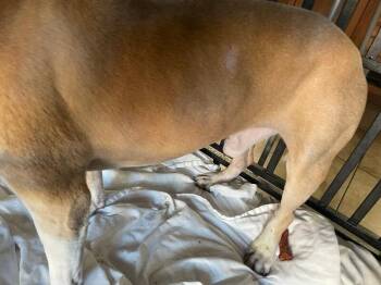George -  Mixed Breed Dog for Adoption in Cincinnati, Ohio - George | PetCurious