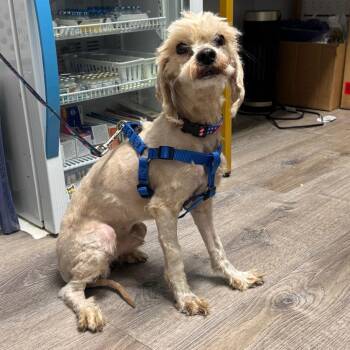 Cooper -  Miniature Poodle and Maltese Dog for Adoption in Northville, Michigan - Cooper | PetCurious
