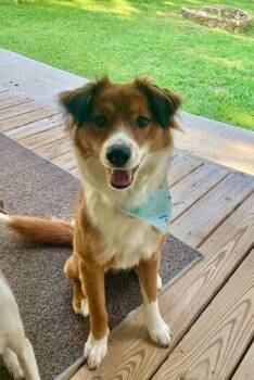 Australian Shepherd and Golden Retriever Dogs Available for Adoption in Candler, North Carolina - Mocha | PetCurious