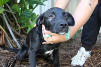 Wesson -  Labrador Retriever and Mixed Breed Dog for Adoption in Brunswick, Georgia - Wesson | PetCurious