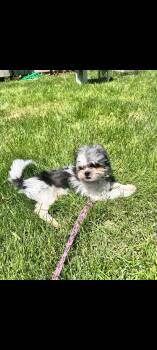 Shih Tzu Dogs Available for Adoption in Lewis Center, Ohio - Pepper | PetCurious