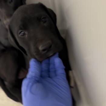 Baja Blast -  Black Labrador Retriever and Mixed Breed Dog for Adoption in Charlottesville, Virginia - Baja Blast | PetCurious