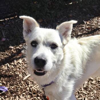 Rescue Mixed Breed Dogs for Adoption in Briarcliff Manor, New York - Larry **I