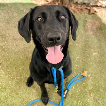 Pinky -  Black Labrador Retriever Dog for Adoption in Ojai, California - Pinky | PetCurious