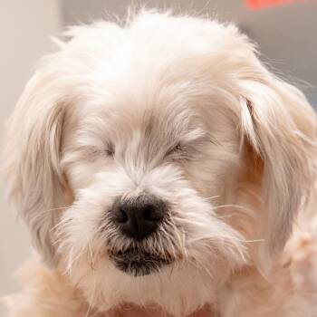 Poodle and Lhasa Apso Dogs Available for Adoption in Kennebunk, Maine - May *Bonded W/ Paris* | PetCurious