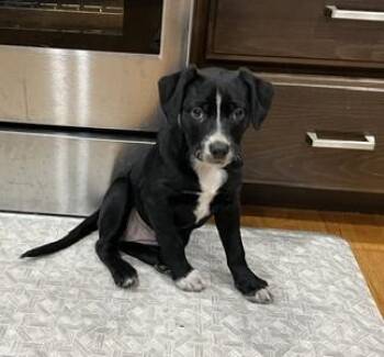 Lena -  Border Collie Dog for Adoption in Bend, Oregon - Lena | PetCurious