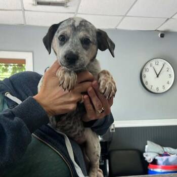 Mixed Breed Dogs Available for Adoption in Huntington, West Virginia - Larkin | PetCurious