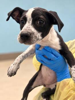 Eartha -  Terrier Dog for Adoption in Gulfport, Mississippi - Eartha | PetCurious