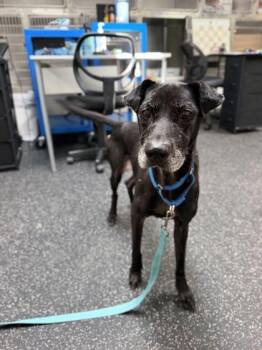 Queenie - 1 -  Labrador Retriever and Mixed Breed Dog for Adoption in Daytona Beach, Florida - Queenie - 1 | PetCurious