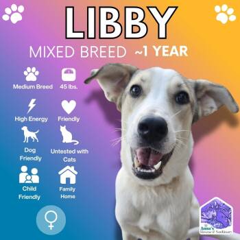 Libby -  Mixed Breed Dog for Adoption in Aurora, Ontario - Libby | PetCurious
