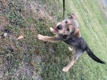 Miniature Schnauzer Dogs Available for Adoption - Sulley | PetCurious