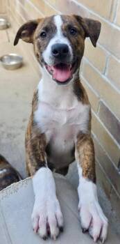 Charlie Dompler -  Cattle Dog and Pit Bull Terrier Dog for Adoption in Fort Lupton, Colorado - Charlie Dompler | PetCurious