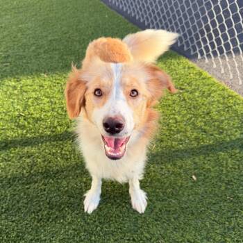 COLETTE -  Mixed Breed Dog Available for Adoption in Cranston, Rhode Island - COLETTE | PetCurious
