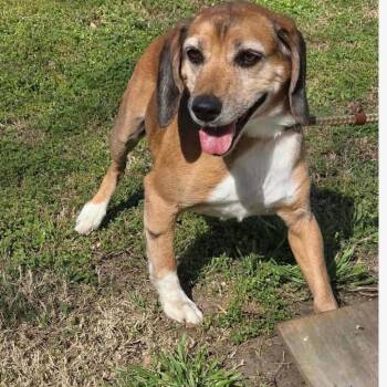 Mac Daddy -  Beagle and Mixed Breed Dog for Adoption in Normal, Illinois - Mac Daddy | PetCurious
