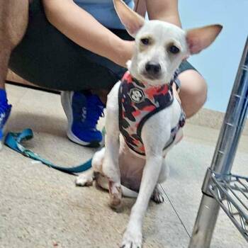 Rescue Chihuahua Dogs for Adoption in Griswold, Connecticut - Cactus | PetCurious