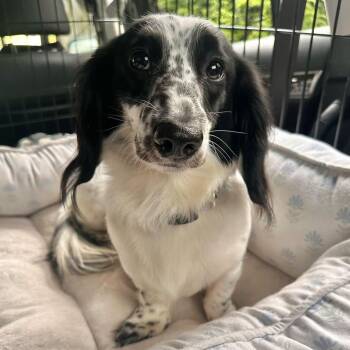 Ansel (Behavioral) -  Dachshund Dog for Adoption in Portland, Oregon - Ansel (Behavioral) | PetCurious